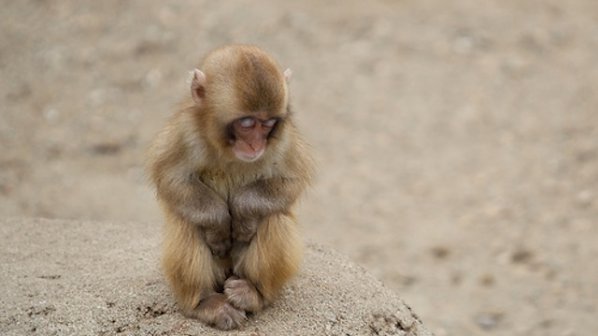 Маймуна и муфлон се родиха в зоопарка в Битоля