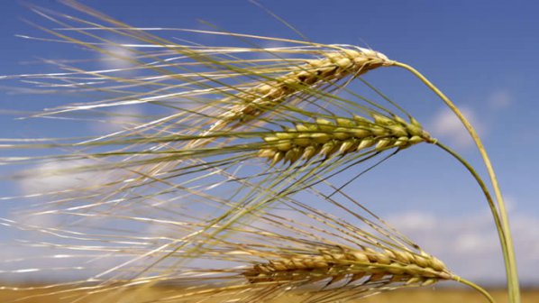 Засяха повече ечемик, пшеница и ръж