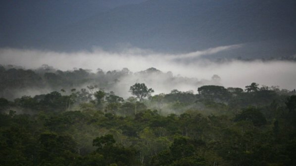 Норвежка екоорганизация зове за опазване на дъждовните гори