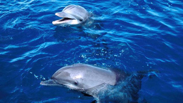 Активисти от цял свят се вдигат на протест заради лова на китове и делфини