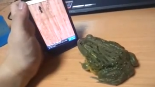 Младеж &quot;храни&quot; жаба с виртуални мравки (видео)