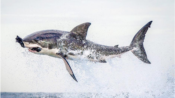 Огромна акула полетя за плячката си (снимка)