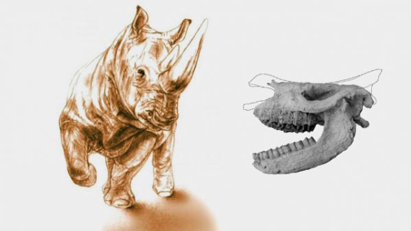 Откриха череп на изчезнал вид носорог