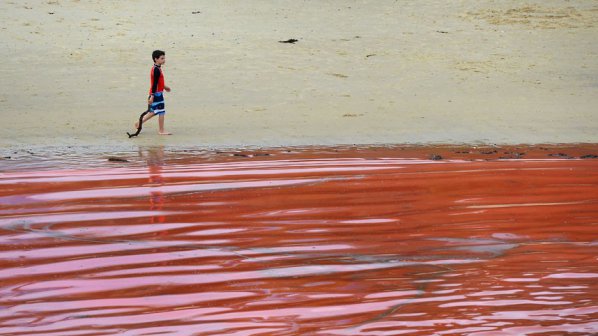 Водата по плажовете в Сидни почервеня (снимки)