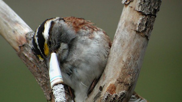 Градските птици използват фасове за да отблъскват паразити