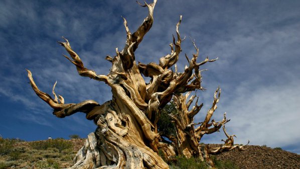 Най-старите дървета на планетата умират