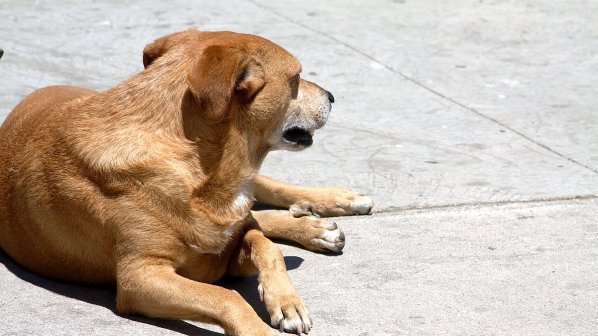 Два нови приюта за бездомни кучета ще открият в София