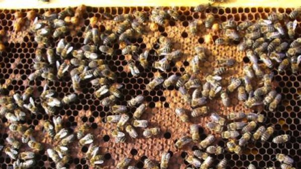 Щурм на пчелари за европейски пари