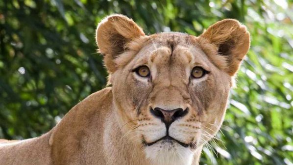 Лъвица на противозачатъчни роди рекорден брой лъвчета