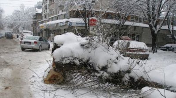 Паднало дърво смачка 5 коли в Русе