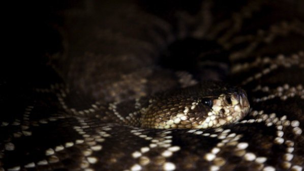 Спипаха учен с отровни змии в епруветки