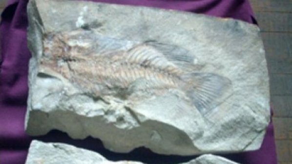 Британските учени смаяни от наша риба-вкаменелост на 34 млн. години