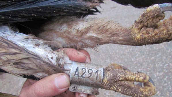 Царски орел стана жертва на токов удар в Турция