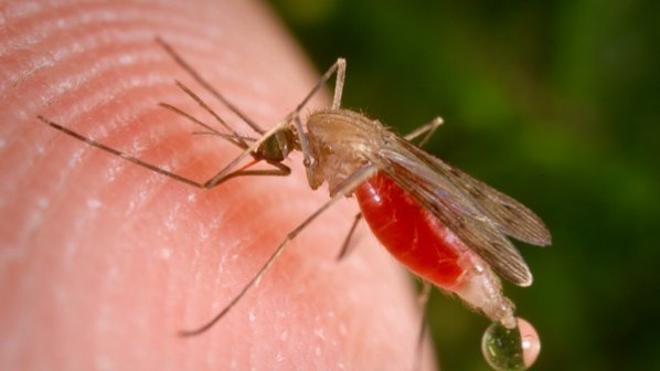 Намериха лек за опасен щам на маларията