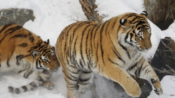 Парк за тигри бе открит в Русия