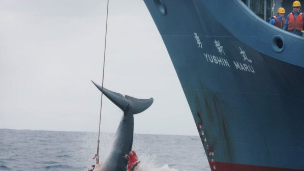 Японски кораби отплаваха за ежегодния улов на китове