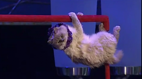 Циркова котка в Русия избяга с уличен котарак