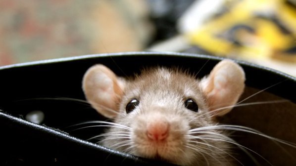 Учени връщат зрението на напълно слепи мишки