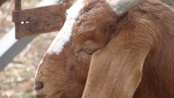 Австралийски съд оправда козел-вредител