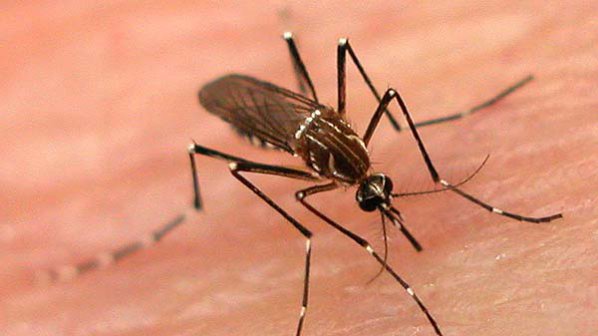 Епидемия от треска денга избухна в бразилски град
