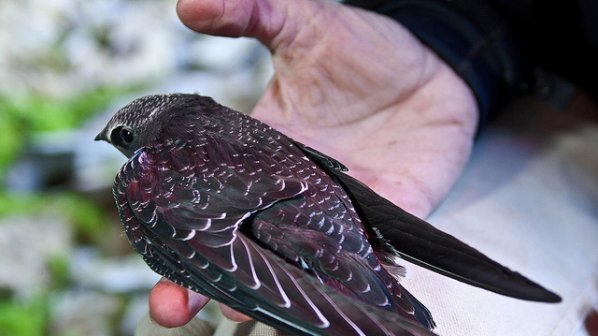 Изчезването на птиците – червена лампичка за качеството на живота