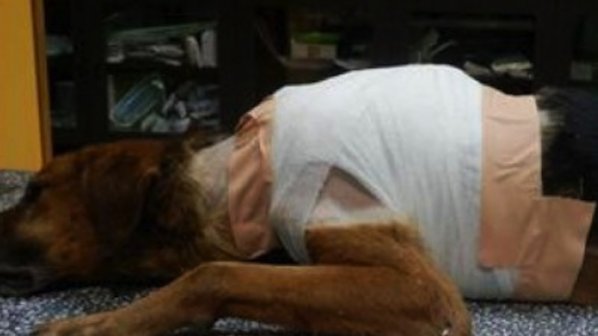 Изверг заля бездомно куче с киселина (снимки 18+)
