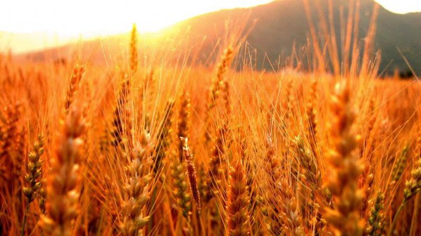 Агроучени създадоха нови сортове пшеница