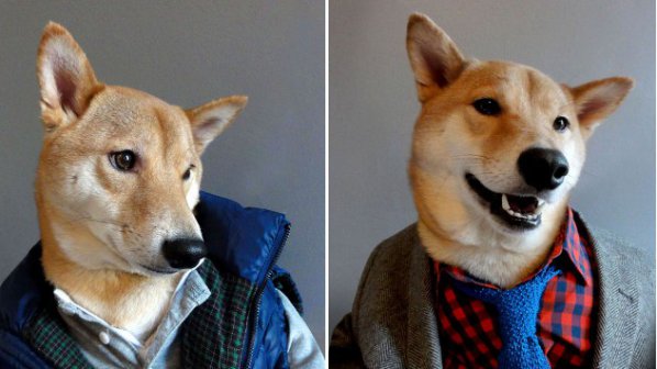 Куче дава модни съвети на джентълмените (снимки)