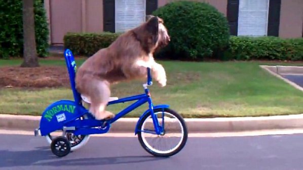 Куче се научи да кара колело и стана ТВ звезда