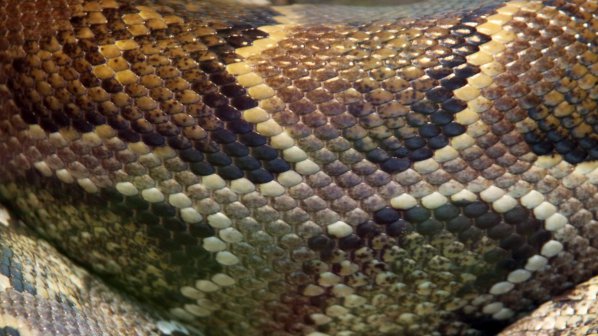Митничари откриха 2600 змии в пратка с плодове