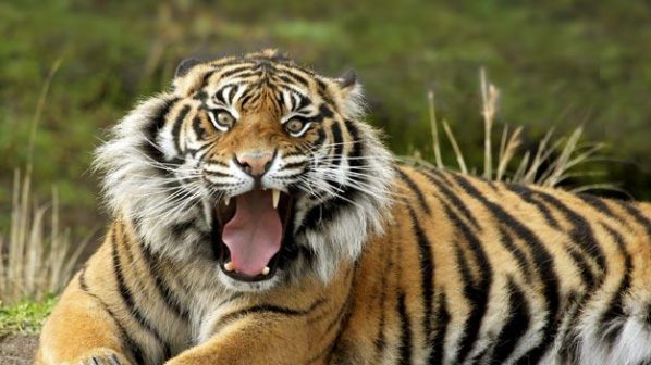 Тигър разкъса своя дресьор пред очите на стотици
