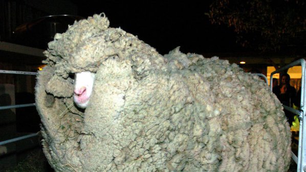 България и Франция със споразумение в областта на овцевъдството