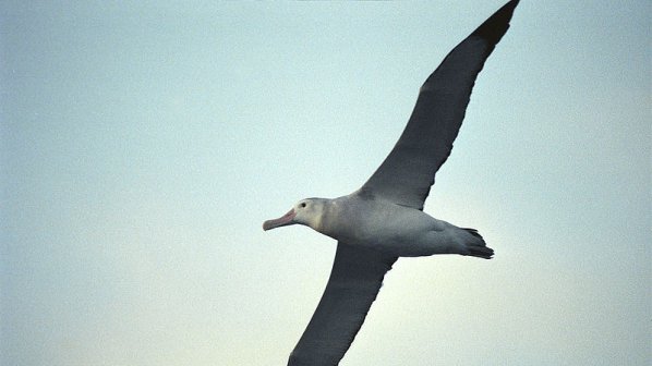 Пластмасата застрашава живота на албатросите