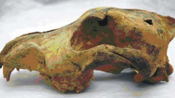 Откриха фосили на куче, живяло преди 33 000 години