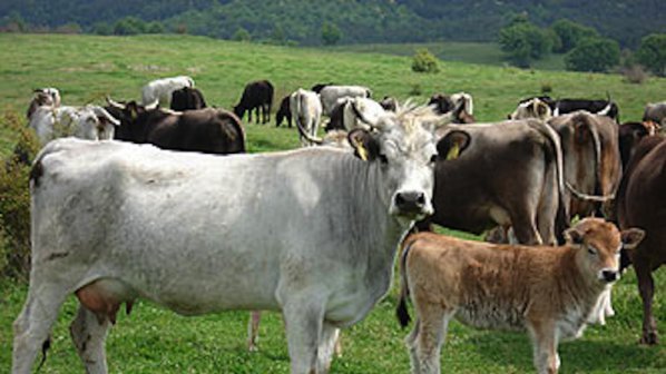 Български породи говеда загиват