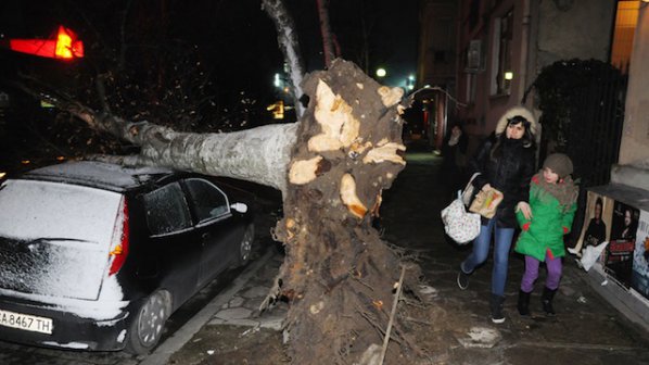Дърво рани човек в столицата (снимки)