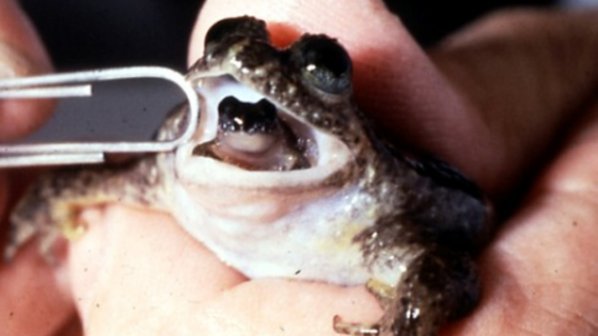 Възкресиха изчезнал вид жаба, която ражда през устата
