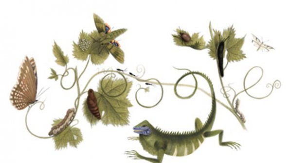 Google с doodle за Мария Сибила Мериан
