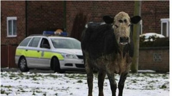 Крава евакуира училище