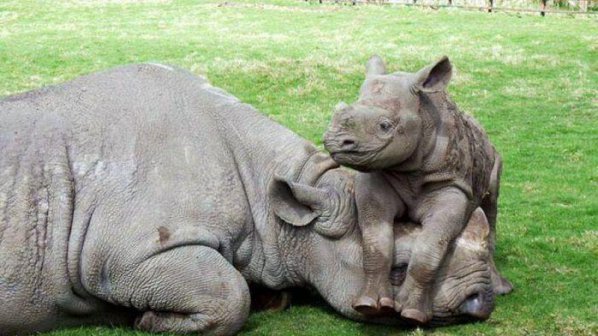Безпилотни самолети спасяват носорозите