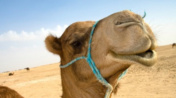 Оланд подари камила на фермер, мъжът я изяде
