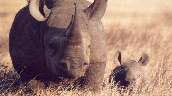 Великобритания с ДНК-база данни на рога на носорози
