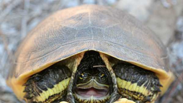Хванаха бракониер с 11 костенурки