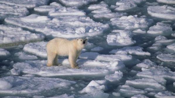Лятното топене на ледовете на Южния полюс се случва десет пъти по-бързо