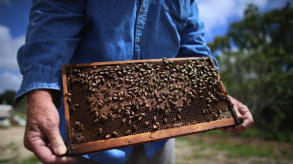 Пчеларите от Търговищко излизат на протест