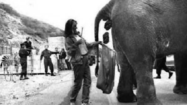 Бира от слонски тор - новата мания на японците