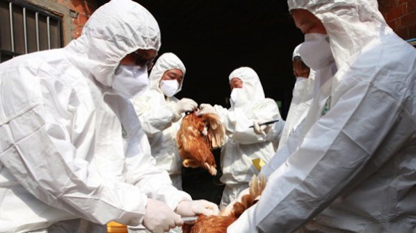 Откриха птичи грип в германски пуйки