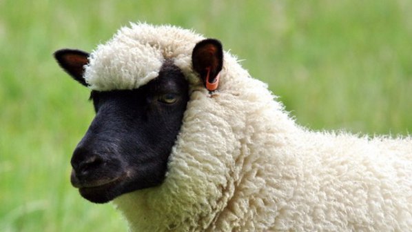 Популация на фосфоресциращи овце