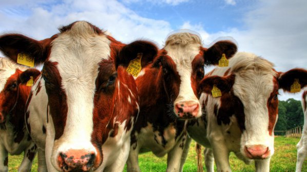 Съдят хърватин за масово убийство на крави