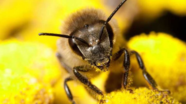 Мария Габриел: Гласът на пчеларите бе чут